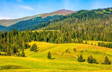 Bahar yatay olarak Ladin ormanı