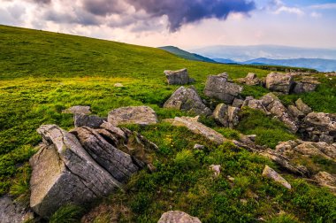 Dandelions Karpat Alpleri'nde kayaların arasındaki