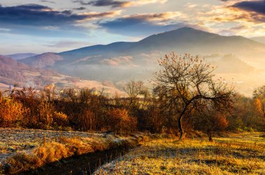 dağlarda sisli gündoğumu adlı bir yamaca meyve bahçesi