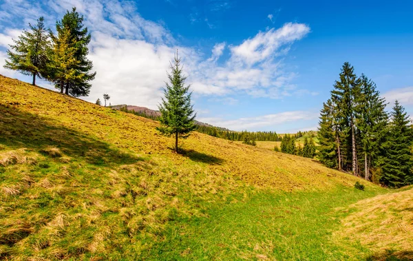 Spruce forest on a mountain hill side — Stock Photo, Image