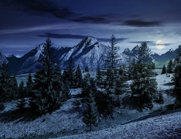 Fichtenwald am grasbewachsenen Hang in der Tatra bei Nacht — Stockfoto