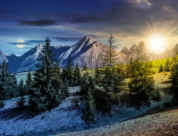 Forêt d'épinettes à flanc de colline herbeuse dans les tatras — Photo