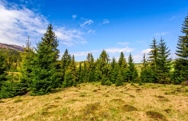 Fichtenwald in frühlingshafter Landschaft — Stockfoto