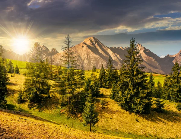 gün batımında tatras çimenli yamaca Ladin ormanı