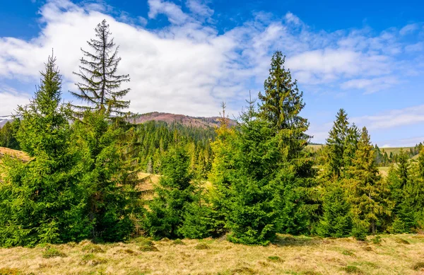 Bosque de abeto en el paisaje de primavera — Foto de Stock