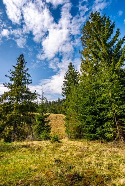 Fichtenwald in frühlingshafter Landschaft — Stockfoto