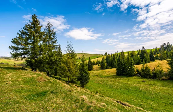 Bosque en una ladera de montaña — Foto de Stock