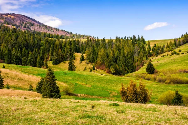 Bosque en una ladera de montaña — Foto de Stock