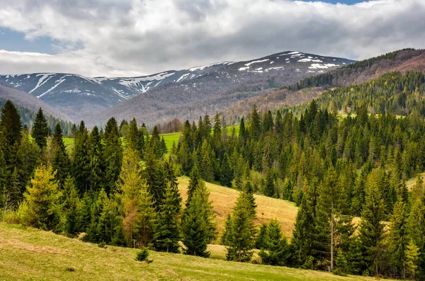 Topos nevados de carpathians na primavera — Fotografia de Stock