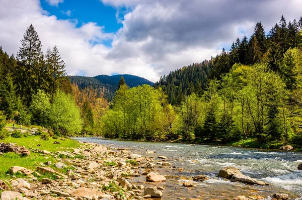 Río entre el bosque en pintorescas montañas de los Cárpatos en sp — Foto de Stock