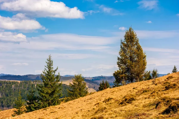 Bosque de abeto en el paisaje de primavera —  Fotos de Stock