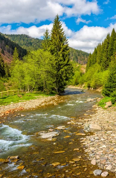 Snelle stroom in het groene woud — Stockfoto