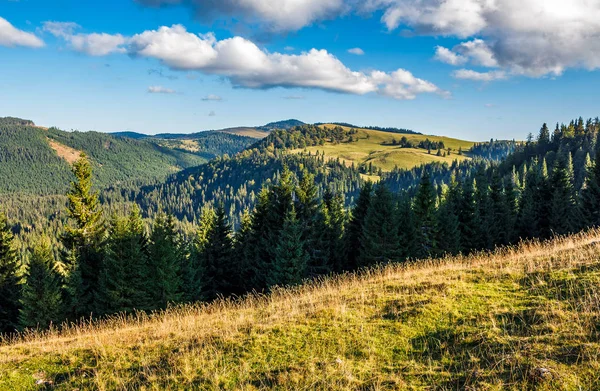 Jehličnatý les v klasickém Karpatské horské krajiny — Stock fotografie