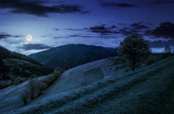 Árbol en el área rural en la hermosa primavera por la noche —  Fotos de Stock