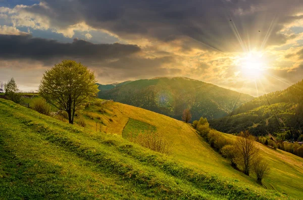 Albero in zona rurale sulla bella primavera al tramonto — Foto Stock
