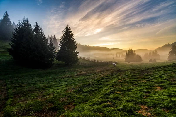 Schafherde auf der Waldwiese — Stockfoto