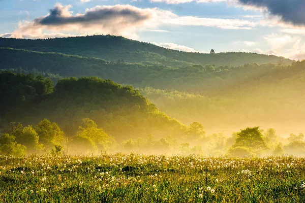 Löwenzahnfeld bei nebligem Sonnenaufgang in den Bergen — Stockfoto