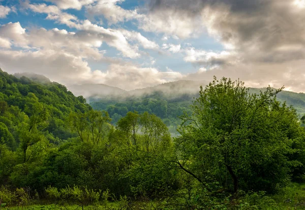 Ormanda ilkbahar tepenin sisli dağ
