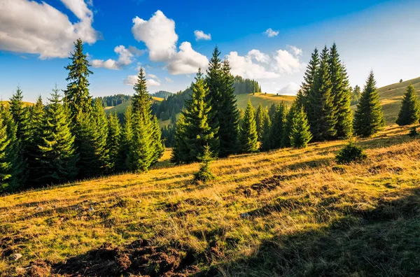 Foresta di conifera nel classico paesaggio montano dei Carpazi — Foto Stock