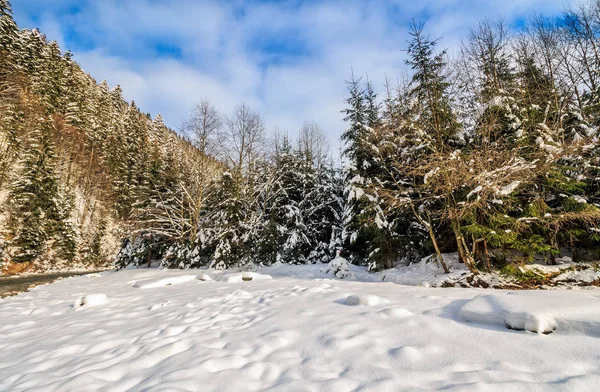 山の雪に覆われた草原のトウヒ林 — ストック写真