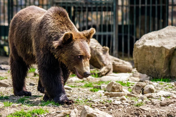 Neugieriger kleiner Bär im Reha-Zentrum in den Karpaten — Stockfoto