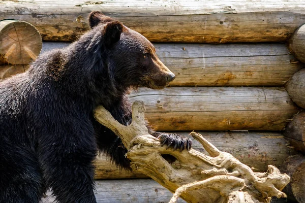 Neugieriger kleiner Bär im Reha-Zentrum in den Karpaten — Stockfoto