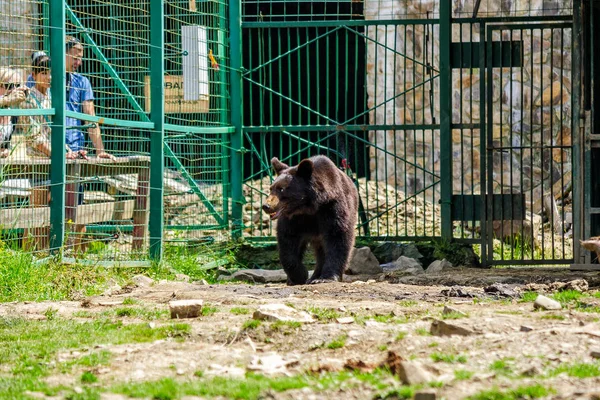 Zvědavý malý medvěd v rehabilitačním centru v Karpatech — Stock fotografie
