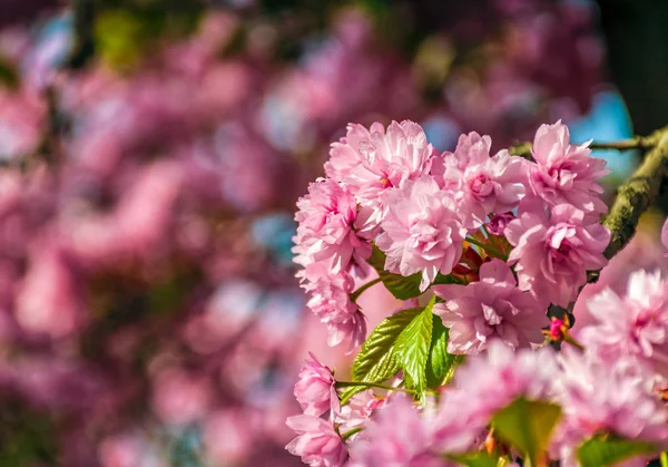 Sakura fleur fleurir dans le jardin au printemps — Photo