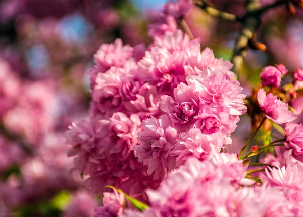 Sakura fleur fleurir dans le jardin au printemps — Photo