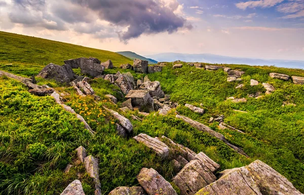 Maskrosor bland stenarna i Karpaterna Alperna — Stockfoto