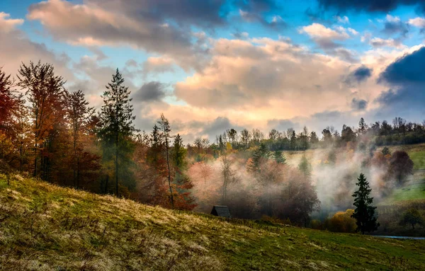 Evening fog in forest on the hill — Stock Photo, Image
