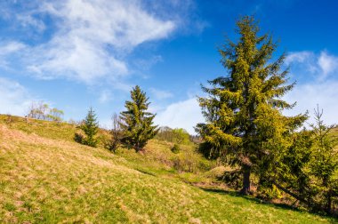 kırsal manzara orman tepe tarafı ile
