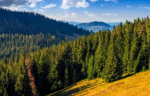 Conifer forest in classic Carpathian mountain valley Landscape — Stock Photo, Image