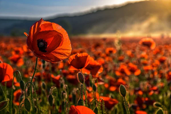 Campo de flores de papoula em montanhas nebulosas — Fotografia de Stock