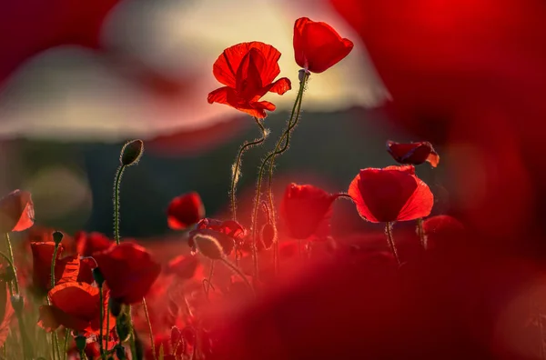 Flores de papoula perto no campo — Fotografia de Stock