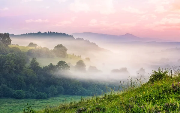 Dağ Vadisi gündoğumu, sisli orman — Stok fotoğraf