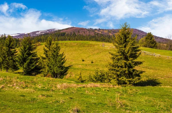 Las drzewo iglaste w lecie countryside krajobraz — Zdjęcie stockowe