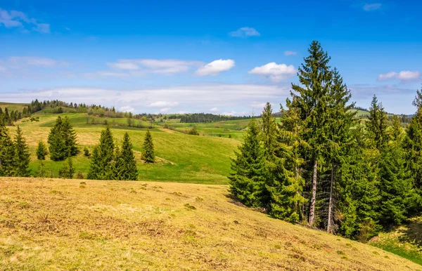 Foresta su una collina di montagna lato — Foto Stock