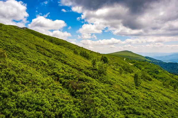 Травянистый склон холма на горе летом — стоковое фото