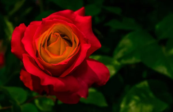 Czerwona róża na zielonym tle nieostry — Zdjęcie stockowe