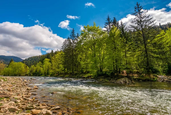 Río entre el bosque en pintorescas montañas de los Cárpatos en sp — Foto de Stock