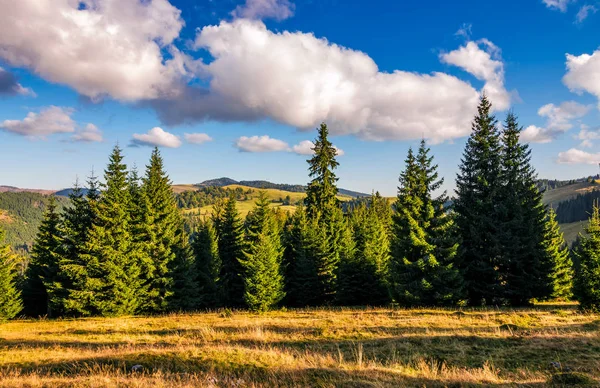 Conifer forest in classic Carpathian mountain Landscape — Stock Photo, Image