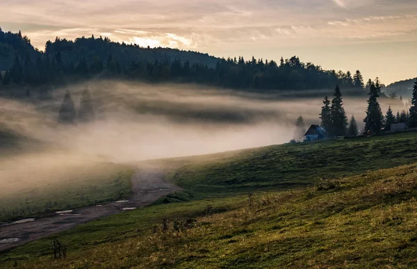 Rebaño de ovejas en el prado cerca del bosque en la niebla — Foto de Stock