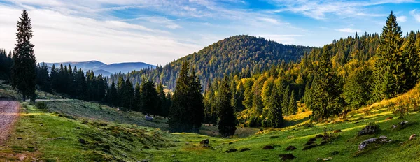 Romanya'nın dağlarında orman Vadisi