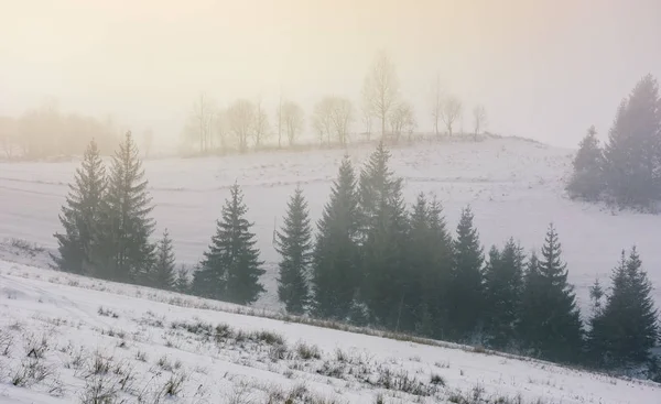 Las w mglisty zimowy wschód słońca — Zdjęcie stockowe
