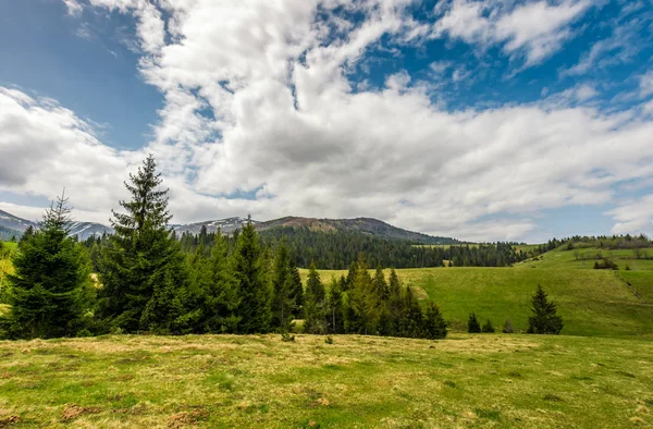 Bosque de coníferas en una colina en el paisaje de verano — Foto de Stock