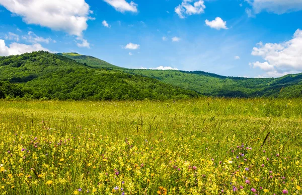 stock image field with wild herbs in summer mountain landscape