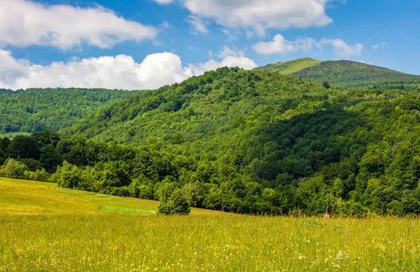 Campo con erbe selvatiche nel paesaggio montano estivo — Foto Stock