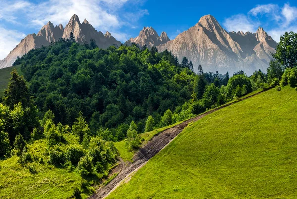 Passo a passo através da floresta na encosta — Fotografia de Stock