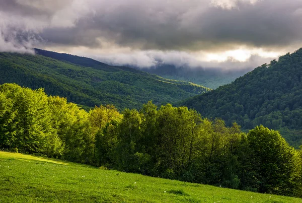 Les na svahu na přeháňky východ slunce v horách — Stock fotografie